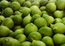 Erkek İncirin Tozlanma İçin Kullanılması