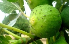 İncir Sineği Nedir Özellikleri Nelerdir?